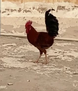 للبيع ديك عربي قديم