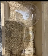 هامستر رمادي مع بيته و العابه العمر شهرين تقريبا الي يبي يكلمني