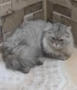 قطط شيرازي للتبني
