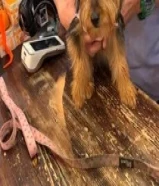 يورك شاير تي كب