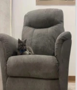 قط تبني برتش كتن