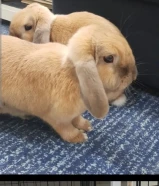 5 ارانب للتبني بشروط - تبني وليس بيع