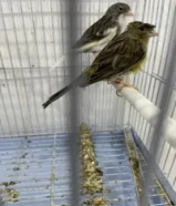 كناري تمبرادو زوج منتج السعر 35 دينار