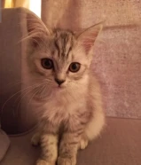 قطط مكس من نوعية American Curl للبيع