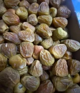 مفتل ملكي اشقر