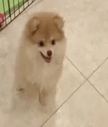 للبيع البنت وابوها