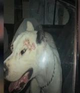 للبيع دوقو انجرتينو