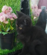 للبيع سكوتش فولد ستريت 2025