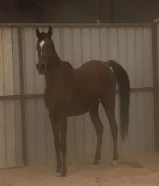 فرس عربيه صقلاويه مع مهرتها بلديه بنت ريان الجزيره فاخره