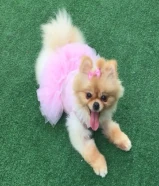 مفقود كلب صغير في مبارك الكبير