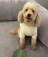 بودل ثنيه العمر سنتين