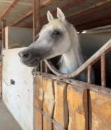 خيل بلدي شيخخ