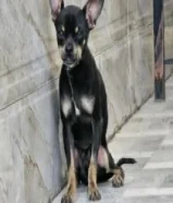 كلب للبيع لعدم التفرغ