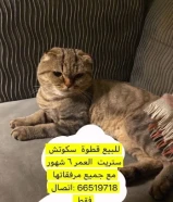 للبيع قطوه سكوتش ستريت مع جميع اغراضه