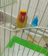 لوف بيرد ربوه