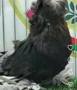 فحل بخارى 2025