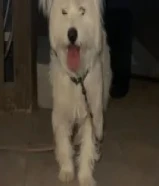 للبيع زوجين ذكر ونتيه مالتيز مطعمين نظاف لعبين امن على الأطفال