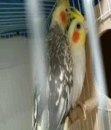 زوج كروان متألف