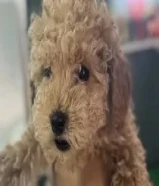 كلب بودل عمر ثلاث