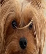 150 دينارYorkshire terrier dog for sale يوركشاير للبيع95514671