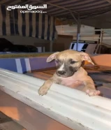 كلب بيتبول للبيع