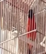 للبيع سسكن احمر شرط التغريد حار وجاهز للتزاوج