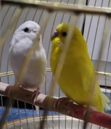 BIRDS - PAIR OF LOVELY BUDGIES FOR SALE. SALMIYA BLOCK 6
