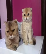 سكوتش فولد الأم مع طفلين