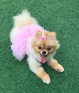 مفقود كلب صغير في مبارك الكبير