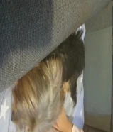 كلبة يوركشاير للبيع