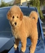 توي بودل نثيه عمرها شهرين ونص حالتها ممتازه جدا