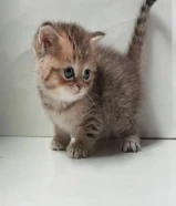 Scottish straight kitten
