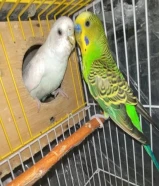 سلام عليكم زوج بادجي ل البيع بصحه ممتازه حياكم انشالله ما أقصر معاكم