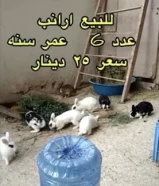 ارانب جاهزة للانتاج