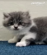 PERSIAN SCOTTISH MALE/FEMALE KITTENS