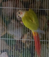 للبيع ذكر كنيور أمريكان دايلوت مع شهادة الفحص ومتوفر فروخ روز ألبينو عيون حمر