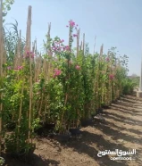 زراعية النخل وتنسيق الحديقة