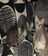 كيتن للبيع سكوتش فولد الاعمار شهر ونص سته خمس صفر ثلاث ثلاث اربع اربع تسع kitten Scottish