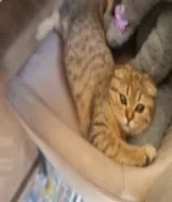 قطه للبيع عمرها 4 شهور66043292