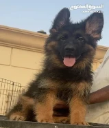 احسب التمويل والقرضللبيع نثيه لونق هير العمر شهرين (long hair puppy )