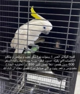 للبيع ببغاء كوكاتو يحب العب ويحب الرقص ويتكلم