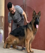 متاح جراوى45 يوم جيرمن لونج هير دبدوب ماشاء الله