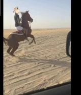 حصان بولش بلدي للبيع