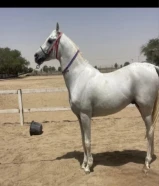 مطلوب حصان بولش او مكس مايكبش ومايرقص