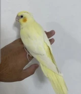 للبيع فرخ كروان