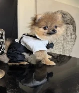 TEA CUP POMERANIAN MALE