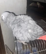 مطلوب كاسكو للزواج
