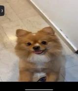 للبيع كلبه بومرينيان نثيه عمرها سنه ونص