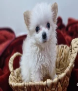 للبيع جراوة بوميريان