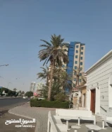 تكريب وتنظيف النخيل شلع وزراعة النخيل والفروخ قص وترتيب الاشجار صيانة وترتيب الحديقة قص جميع الاشجار55468931